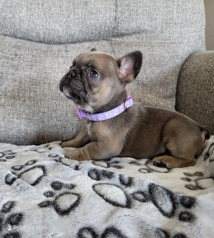 Violet – French Bulldog puppy for sale in Fair Grove, MO