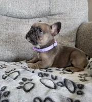 Violet, a female French Bulldog for sale in Fair Grove, MO – 5 of 5