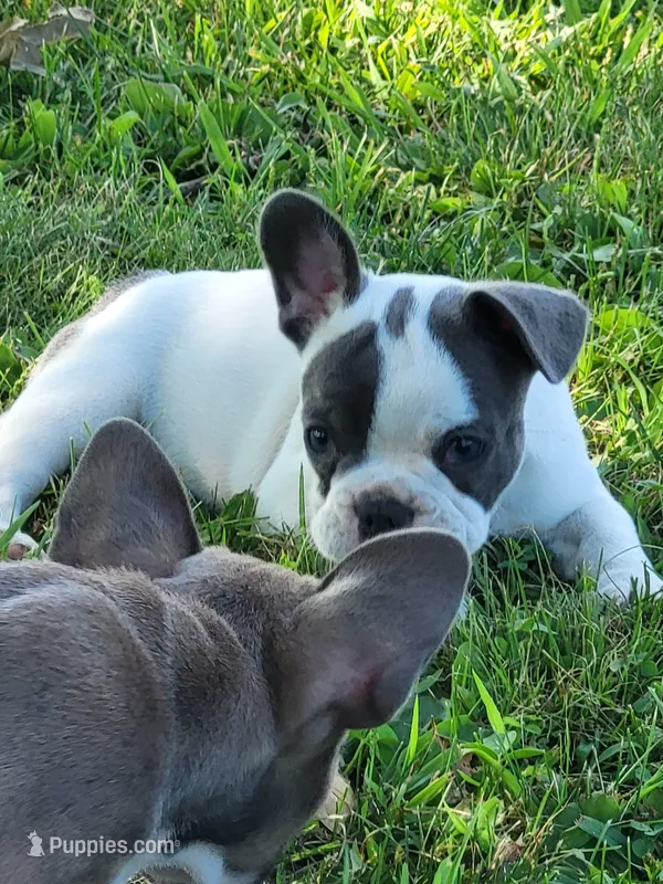 Tammy – French Bulldog puppy for sale in Fair Grove, MO