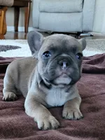 Hank, a male French Bulldog for sale in Fair Grove, MO – 2 of 5