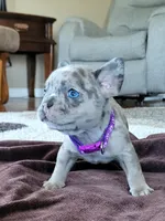 Kitty, a female French Bulldog for sale in Fair Grove, MO – 2 of 5
