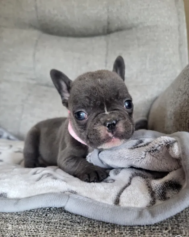 Iris – French Bulldog puppy for sale in Fair Grove, MO