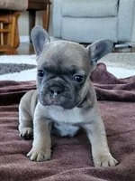 Hank, a male French Bulldog for sale in Fair Grove, MO – 3 of 5