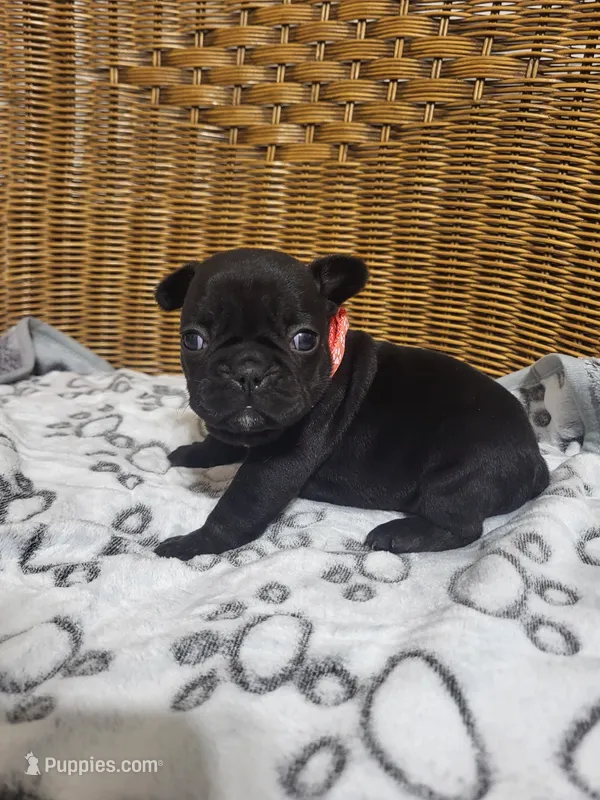 Dahlia – French Bulldog puppy for sale in Fair Grove, MO