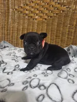 Dahlia, a female French Bulldog for sale in Fair Grove, MO – 1 of 3
