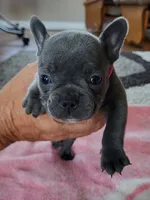 Lil Loretta, a female French Bulldog for sale in Fair Grove, MO – 2 of 4