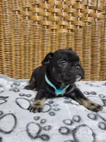 Petunia, a female French Bulldog for sale in Fair Grove, MO – 2 of 3