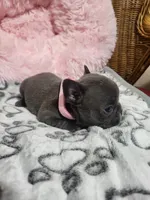 Iris, a female French Bulldog for sale in Fair Grove, MO – 3 of 3