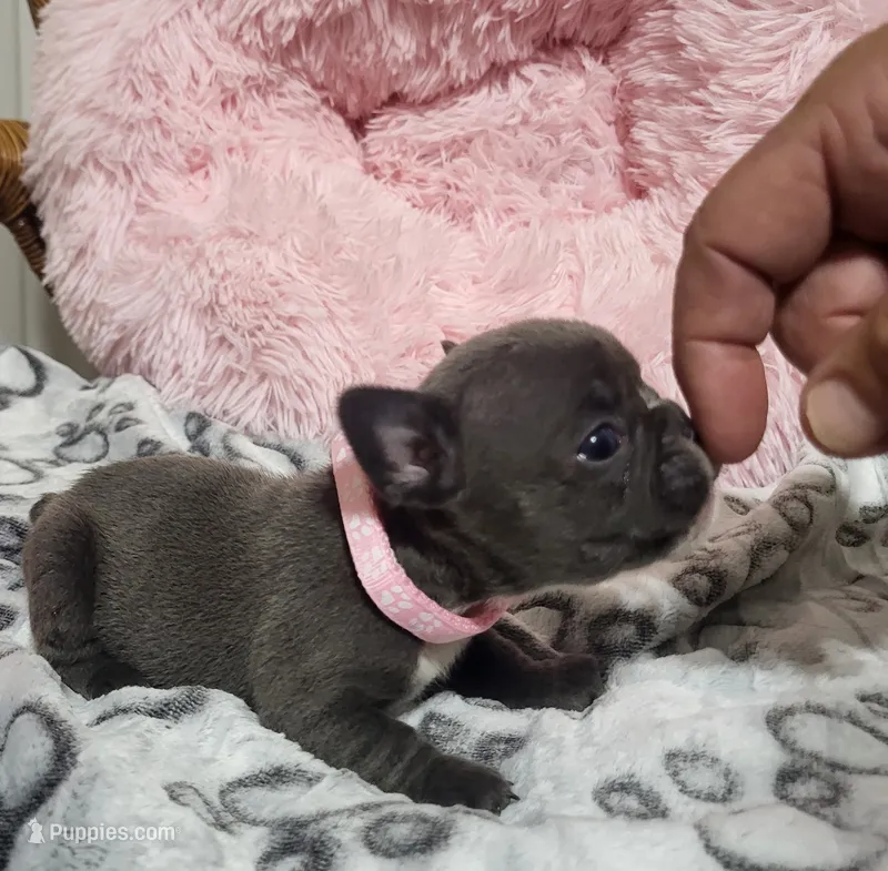 Iris – French Bulldog puppy for sale in Fair Grove, MO