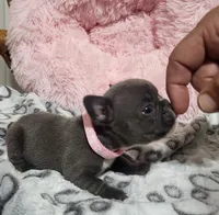 Iris, a female French Bulldog for sale in Fair Grove, MO – 1 of 3