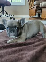 Hank, a male French Bulldog for sale in Fair Grove, MO – 5 of 5