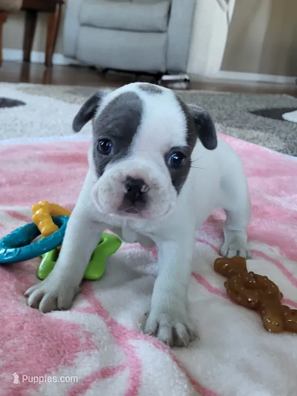 Tammy, a female French Bulldog for sale in Fair Grove, MO – 1 of 4