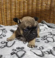 Magnolia, a female French Bulldog for sale in Fair Grove, MO – 2 of 3