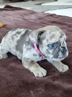 Patsy, a female French Bulldog for sale in Fair Grove, MO – 3 of 4