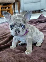 Kitty, a female French Bulldog for sale in Fair Grove, MO – 4 of 5