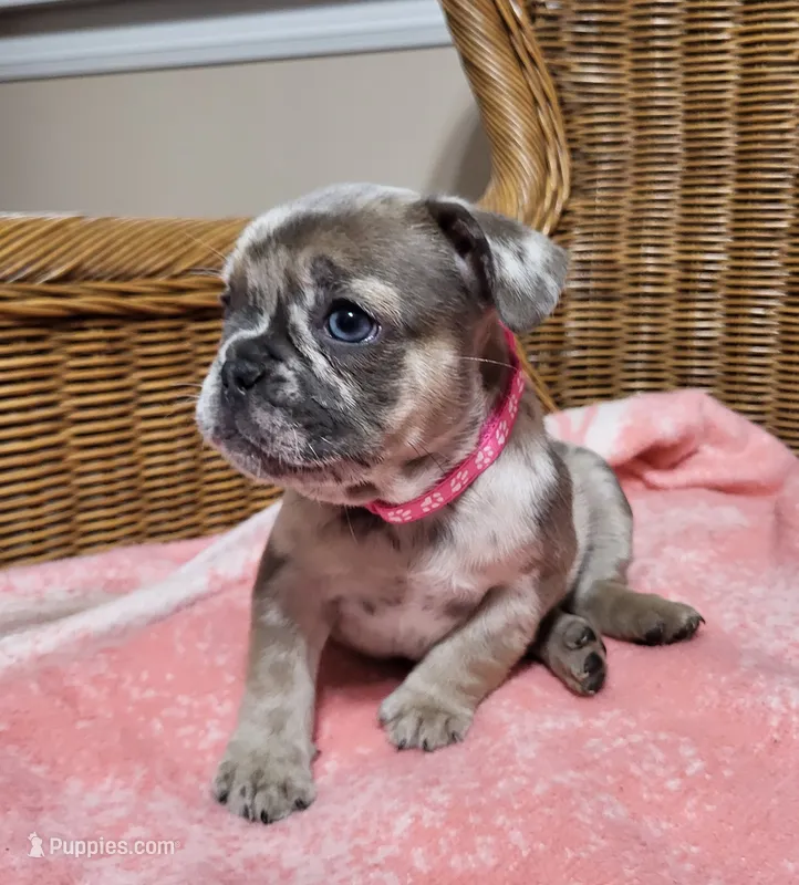 Patsy – French Bulldog puppy for sale in Fair Grove, MO