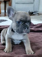 Hank, a male French Bulldog for sale in Fair Grove, MO – 4 of 5