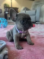 Violet, a female French Bulldog for sale in Fair Grove, MO – 2 of 5