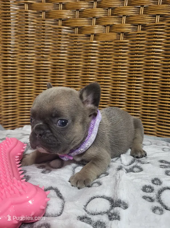 Violet – French Bulldog puppy for sale in Fair Grove, MO