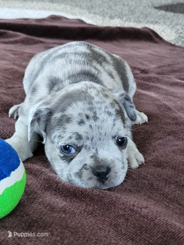 Willie – French Bulldog puppy on hold in Fair Grove, MO