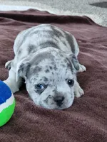 Willie, a male French Bulldog for sale in Fair Grove, MO – 3 of 5