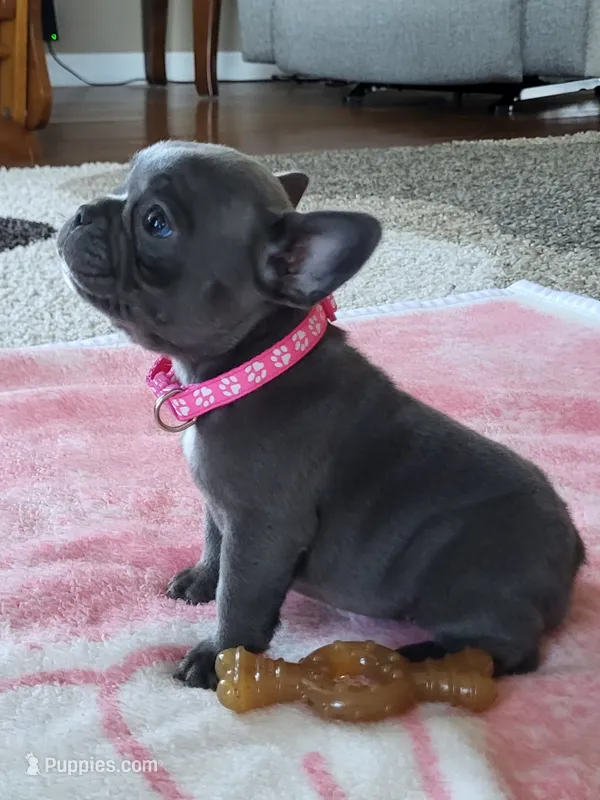 Lil Loretta – French Bulldog puppy for sale in Fair Grove, MO