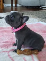 Lil Loretta, a female French Bulldog for sale in Fair Grove, MO – 1 of 4