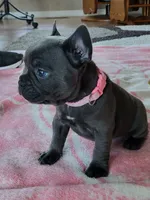 Emmylou, a female French Bulldog for sale in Fair Grove, MO – 2 of 4