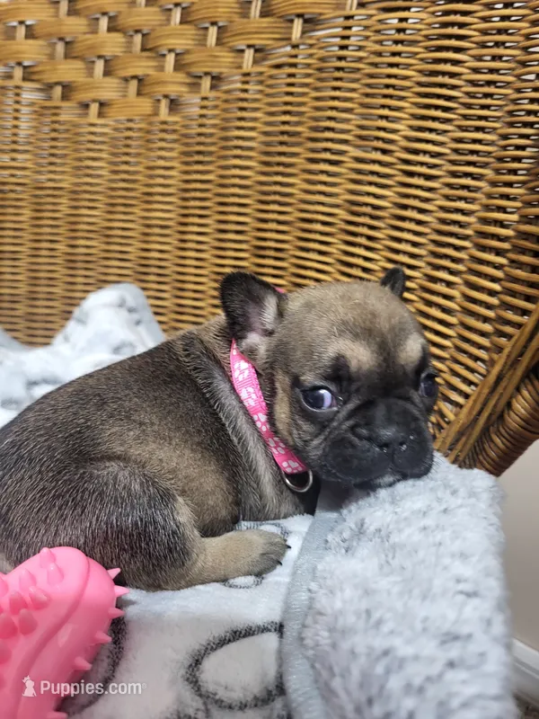 Daisy – French Bulldog puppy for sale in Fair Grove, MO