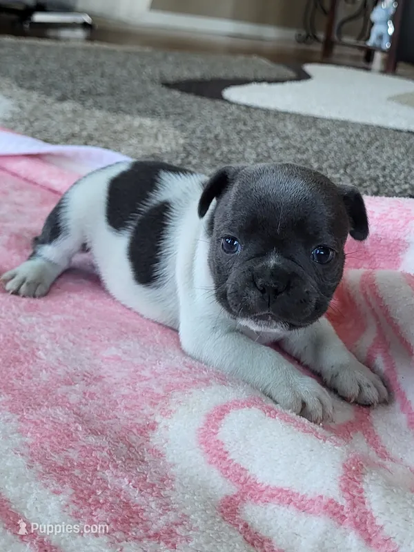 Dolly – French Bulldog puppy for sale in Fair Grove, MO