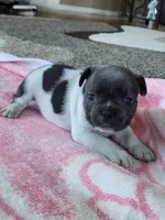 Dolly, a female French Bulldog for sale in Fair Grove, MO – 1 of 4