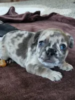 Patsy, a female French Bulldog for sale in Fair Grove, MO – 4 of 4
