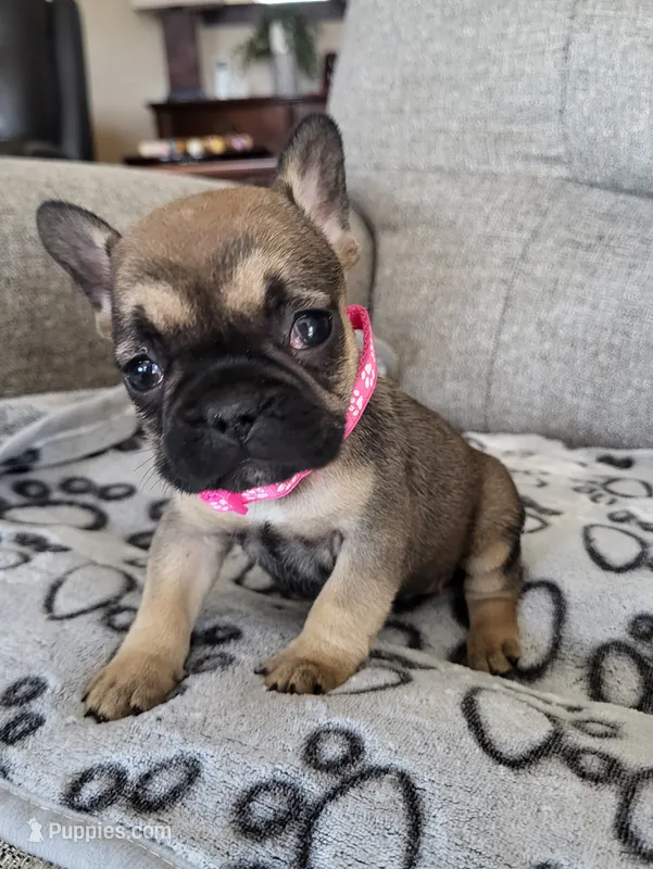 Daisy – French Bulldog puppy for sale in Fair Grove, MO