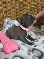 Iris, a female French Bulldog for sale in Fair Grove, MO – 2 of 3