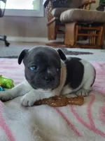 Dolly, a female French Bulldog for sale in Fair Grove, MO – 4 of 4