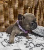 Violet, a female French Bulldog for sale in Fair Grove, MO – 3 of 3