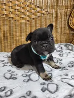 Petunia, a female French Bulldog for sale in Fair Grove, MO – 3 of 3