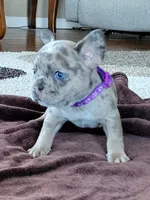 Kitty, a female French Bulldog for sale in Fair Grove, MO – 5 of 5