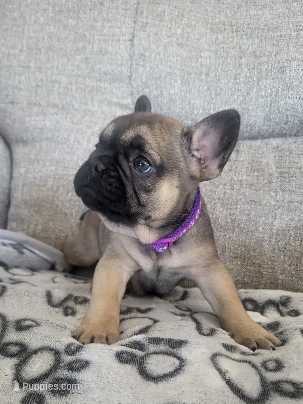 Magnolia – French Bulldog puppy for sale in Fair Grove, MO