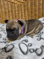 Magnolia, a female French Bulldog for sale in Fair Grove, MO – 3 of 3