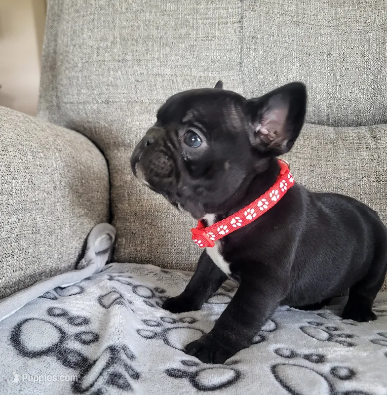 Sweet William – French Bulldog puppy for sale in Fair Grove, MO