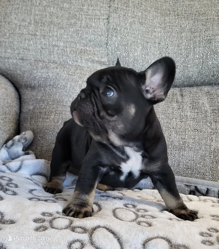 Petunia – French Bulldog puppy on hold in Fair Grove, MO