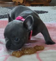 Lil Loretta, a female French Bulldog for sale in Fair Grove, MO – 3 of 4