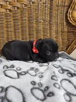 Sweet William, a male French Bulldog for sale in Fair Grove, MO – 3 of 3