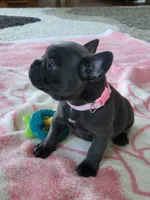 Emmylou, a female French Bulldog for sale in Fair Grove, MO – 3 of 4