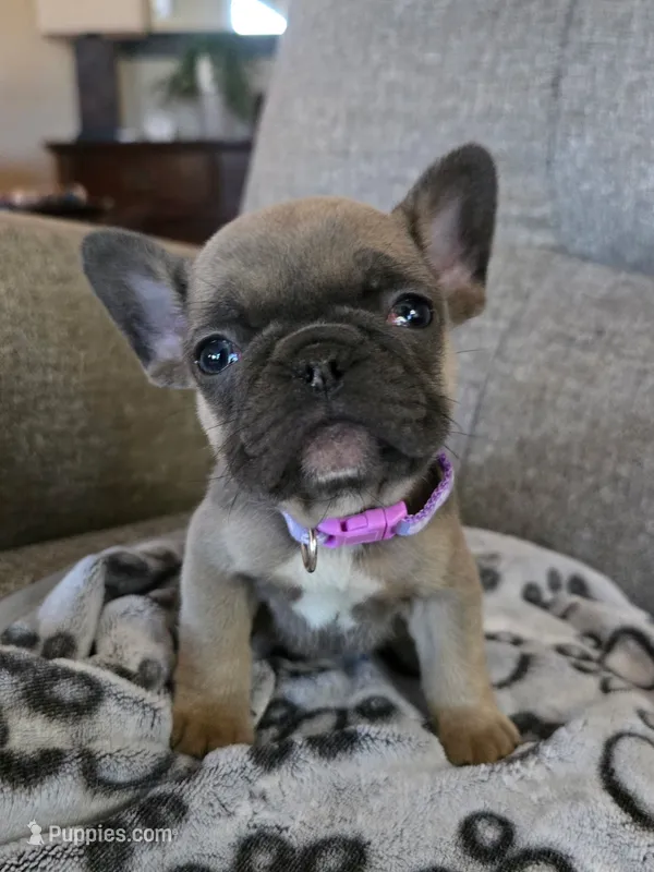Violet – French Bulldog puppy for sale in Fair Grove, MO