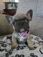 Violet, a female French Bulldog for sale in Fair Grove, MO – 1 of 5
