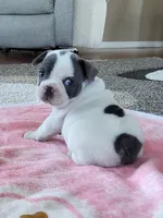 Tammy, a female French Bulldog for sale in Fair Grove, MO – 2 of 4