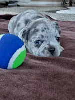 Willie, a male French Bulldog for sale in Fair Grove, MO – 5 of 5