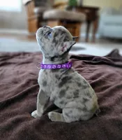 Kitty, a female French Bulldog for sale in Fair Grove, MO – 3 of 5